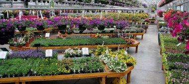 Sam Bridge Nursery & Greenhouses, LLC